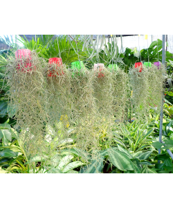 Spanish Beard Moss Tillandsia usneoides