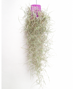 Spanish Beard Moss Tillandsia usneoides