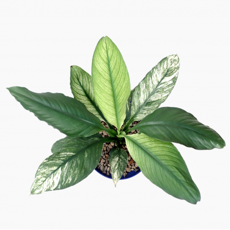 Spathiphyllum Wallisii Variegata 