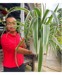 Spider Plant in Hanging Pot 吊兰 Chlorophytum