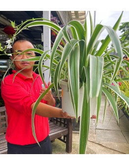 Spider Plant in Hanging Pot 吊兰 Chlorophytum