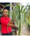 Spider Plant in Hanging Pot 吊兰 Chlorophytum