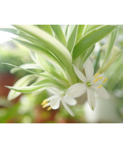 Spider Plant in Hanging Pot 吊兰 Chlorophytum