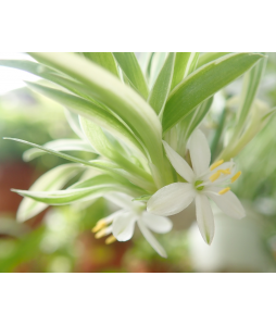 Spider Plant in Hanging Pot 吊兰 Chlorophytum