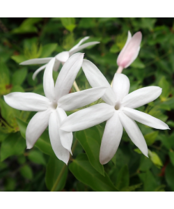 Star Jasmine