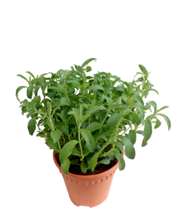 Stevia Plant - Sweet leaf 