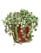String of Pearls