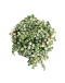 String of Pearls