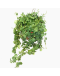 String of Turtles Vine Peperomia Prostrata