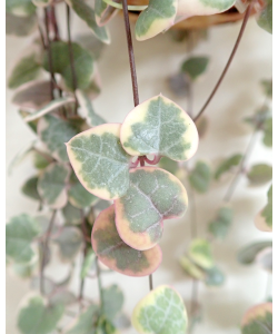 String of Hearts Variegated Trailing Plant