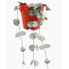 String of Hearts Ceropegia woodii