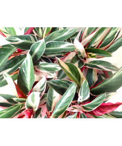 Calathea Stromanthe sanguinea ‘Triostar’