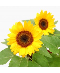 Sunflower Helianthus annuus 向日葵 Potted
