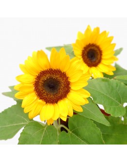 Sunflower Helianthus annuus 向日葵