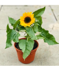 Sunflower Helianthus annuus 向日葵 Potted