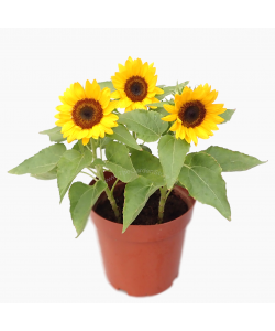 Sunflower Helianthus annuus 向日葵 Potted