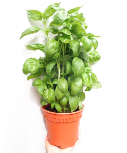 Sweet Basil 罗勒 Potted Herbs