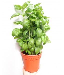 Sweet Basil 罗勒 Potted Herbs