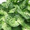 Syngonium Green Arrowhead Plant