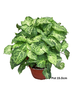 Syngonium Green P150 Arrowhead Plant