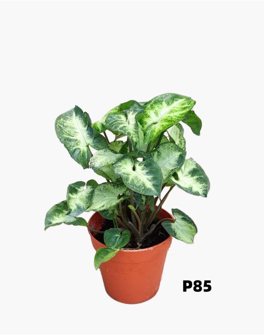 Syngonium Green Arrowhead Plant Syngonium Green Arrowhead Plant