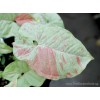 Syngonium Milk Confetti