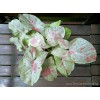 Syngonium Milk Confetti