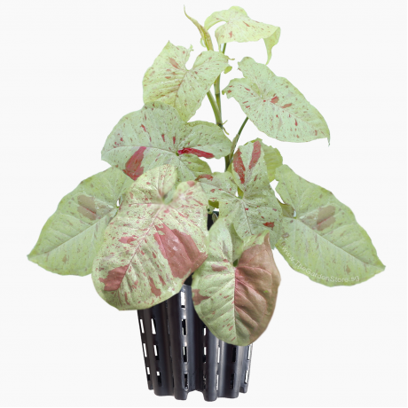 Syngonium Milk Confetti