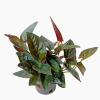 Syngonium Erythrophyllum 'Red Arrow' 