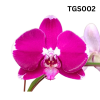 Taiwan Phalaenopsis Potted 蝴蝶兰 (Single Stalk)