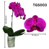 Taiwan Phalaenopsis Potted 蝴蝶兰 (Single Stalk)