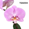 Taiwan Phalaenopsis Potted 蝴蝶兰 (Single Stalk)