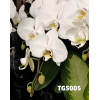 Taiwan Phalaenopsis Potted 蝴蝶兰 (Single Stalk)