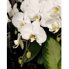 Taiwan Phalaenopsis Potted 蝴蝶兰 (Single Stalk)
