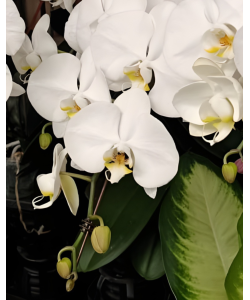 Taiwan Phalaenopsis Potted 蝴蝶兰 (Single Stalk)