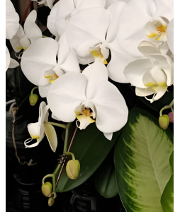 Taiwan Phalaenopsis Potted 蝴蝶兰 (Single Stalk)