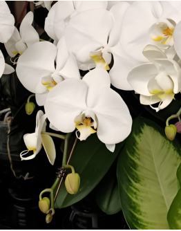Taiwan Phalaenopsis Potted 蝴蝶兰 (Single Stalk)