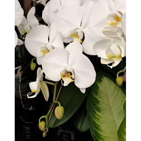 Taiwan Phalaenopsis Potted 蝴蝶兰 (Single Stalk)