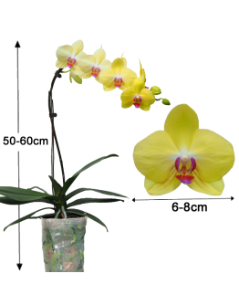 Taiwan Phalaenopsis Potted 蝴蝶兰 (Single Stalk)