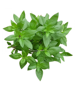 Thai Basil 九层塔 Potted Herbs