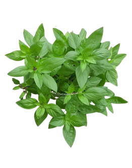 Thai Basil 九层塔 Potted Herbs