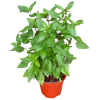 Thai Basil 九层塔 Potted Herbs