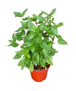 Thai Basil 九层塔 Potted Herbs