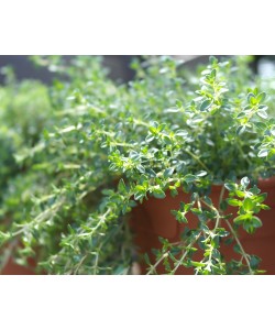 Thyme 百里香 Thymus vulgaris