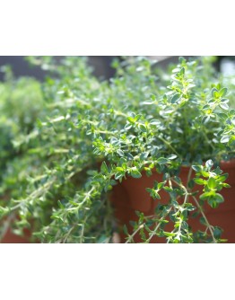 Thyme 百里香 Thymus vulgaris