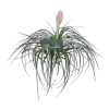 Tillandsia Cotton Candy Airplant