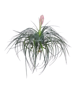 Tillandsia Cotton Candy Airplant