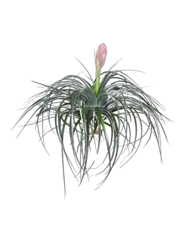 Tillandsia Cotton Candy Airplant