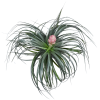 Tillandsia Cotton Candy Airplant