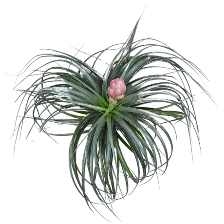 Tillandsia Cotton Candy Airplant